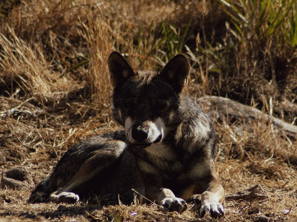 Nachtelijke wolvenavonturen bij Lobo Park